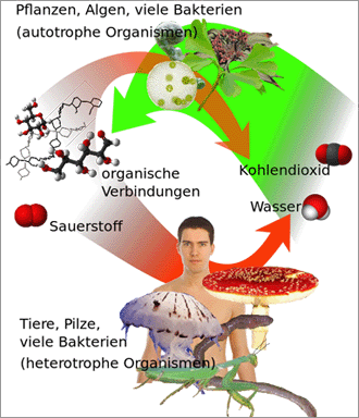 Photosynthese